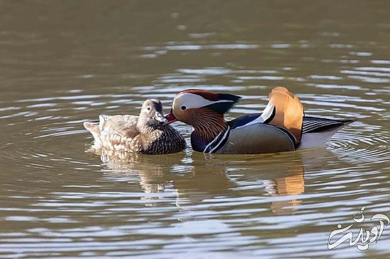 تصاویر منتخب حیات وحش در یک هفته